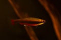 male pencilfish hide in driftwood in nature biotope design aquarium, dim light with bown tannin stained blackwater