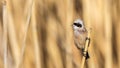 Male Penduline Tit on Reed