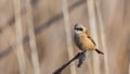 Male Penduline Tit on Reed