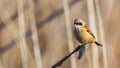 Male Penduline Tit on Reed