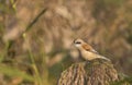 Male Penduline Tit on a Reed