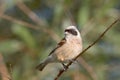 A male of penduline tit / Remiz pendulinus Royalty Free Stock Photo