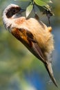 A male of penduline tit / Remiz pendulinus