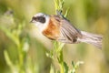 A male of penduline tit / Remiz pendulinus Royalty Free Stock Photo