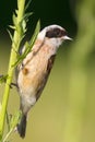 A male of penduline tit / Remiz pendulinus