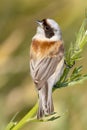 A male of penduline tit / Remiz pendulinus