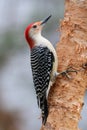 Male Perching Red Bellied Woodpecker in Winter Royalty Free Stock Photo