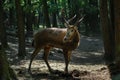 Male Pere David`s deer under trees