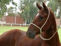 Male Peruvian Paso Horse tied to a tree, Lima