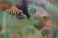 Hummingbird in the Azapa Valley, Chile