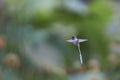 Hummingbird in the Azapa Valley, Chile