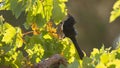 Male phainopepla perched on grapevine with back lit morning sun