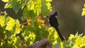 Male phainopepla perched on grapevine with grape in his mouth