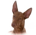 Male pharoah hound portrait Royalty Free Stock Photo