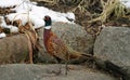 Male Pheasant