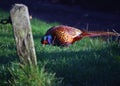 Male Pheasant