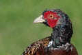 Male pheasant close up portrait Royalty Free Stock Photo