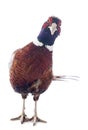 Male pheasant