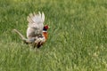 A male pheasant flapping his wings in a grassy meadow