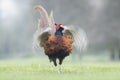 Male Pheasant flapping Royalty Free Stock Photo