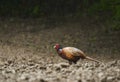 Male pheasant in the forest in rain Royalty Free Stock Photo