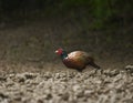 Male pheasant in the forest in rain Royalty Free Stock Photo