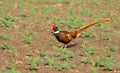 Wild Pheasant Royalty Free Stock Photo