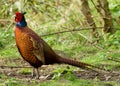 Male Pheasant / Phasianus colchicus