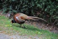 Male Pheasant -Phasianus colchicus Royalty Free Stock Photo