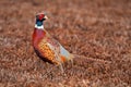 Male pheasant rooster in a freshly cut field Royalty Free Stock Photo