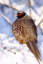 Male Pheasant on the snow.