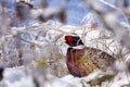 Male Pheasant in the snow.