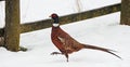 Male pheasant in the snow.