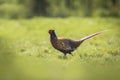 Male Pheasant stepping Royalty Free Stock Photo