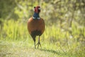Male Pheasant stepping Royalty Free Stock Photo