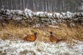 Male Pheasants in Winter Snow Royalty Free Stock Photo