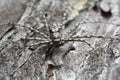 Male philodromid crab spider, Philodromus margaritatus camouflaged on burnt pine bark