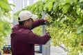 Male Picker in Strawberry Greenhouse