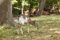 Male Piebald Whitetailed Deer Royalty Free Stock Photo