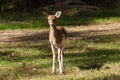 Male Piebald Whitetailed Deer Royalty Free Stock Photo