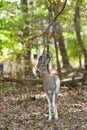 Male Piebald Whitetailed Deer Royalty Free Stock Photo