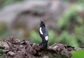 Male pied bushchat