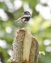 A male pied bushchat Royalty Free Stock Photo