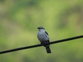 Male Pied Triller (Lalage nigra) resting on a electrical cable on a sunny day.