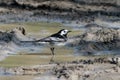 A male Pied Wagtail, Motacilla alba yarrellii, UK.