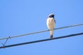 Pied Wheatear Royalty Free Stock Photo