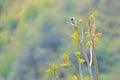 Pied Wheatear Royalty Free Stock Photo