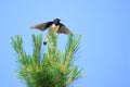 Male Pied Wheatear