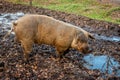 Male pig taking a mud bath in the Netherlands, province Drenthe