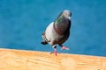 Male Pigeon doing courtship dance